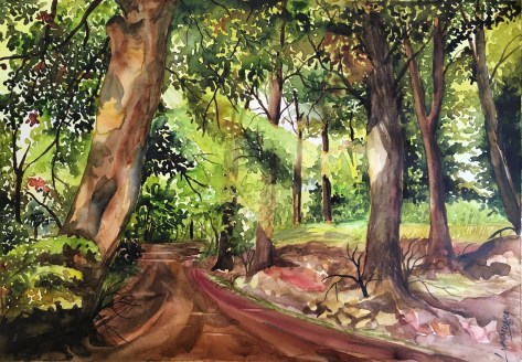 Forest road